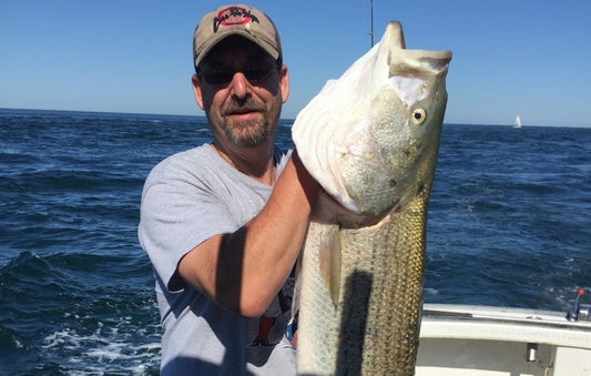 Landing a 49-Inch Striped Bass: Quite A Fight